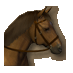Arabian 
